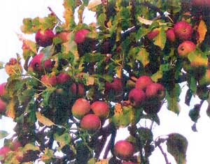 Ripe Apples on Tree