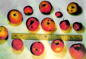 Set of Ripe Apples with Ruler